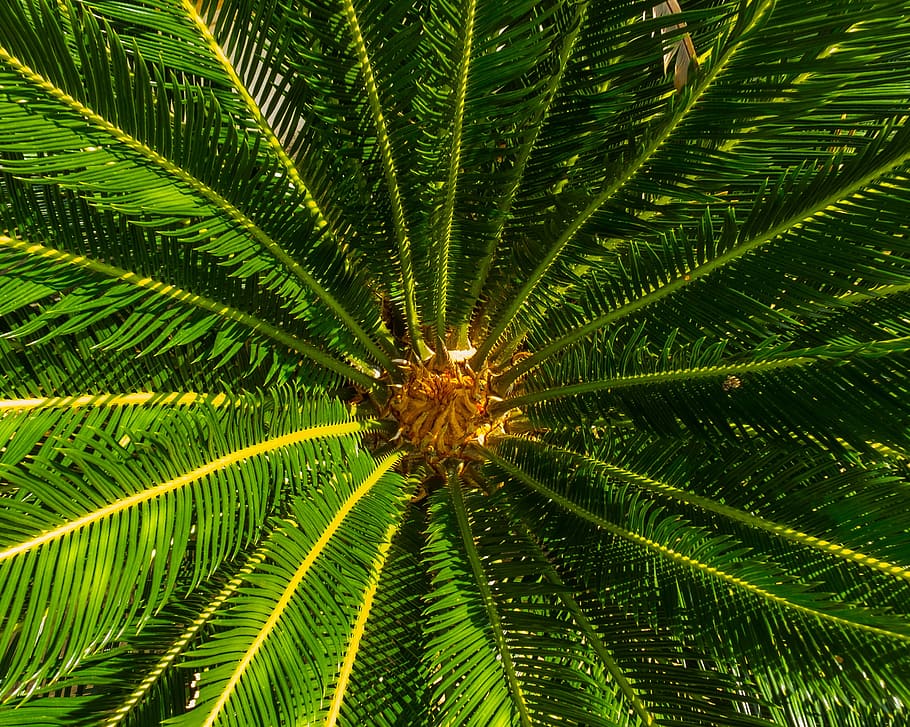 Spiny, Palm Tree, spiny palm, leaf, green color, nature, growth HD wallpaper