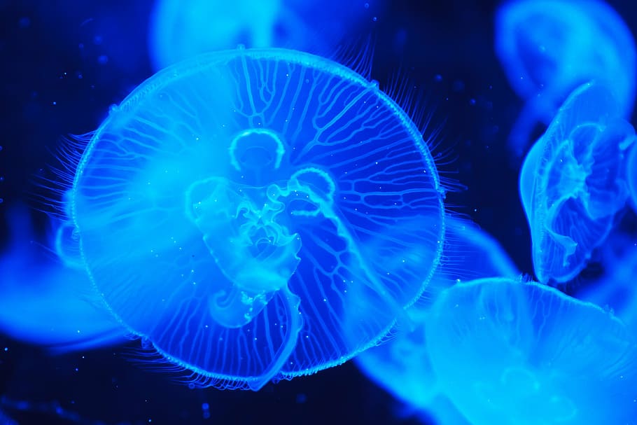 HD wallpaper: shallow focus photograph of blue jellyfish, animal ...