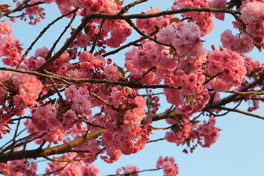 spring, cherry blossom, cherries, bloom, pink, tree, branch HD wallpaper