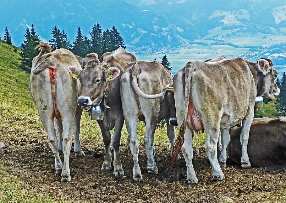cows, cattle, mountains, view, group of animals, animal themes HD wallpaper