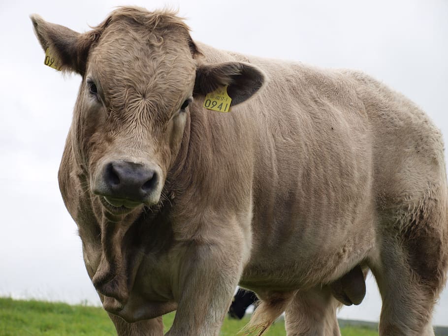 Beef, Ireland, Close, one animal, portrait, looking at camera HD wallpaper