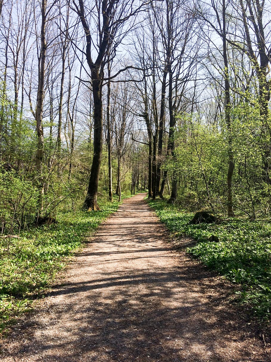 forest, spring, away, nature, tree, footpath, outdoors, woodland HD wallpaper