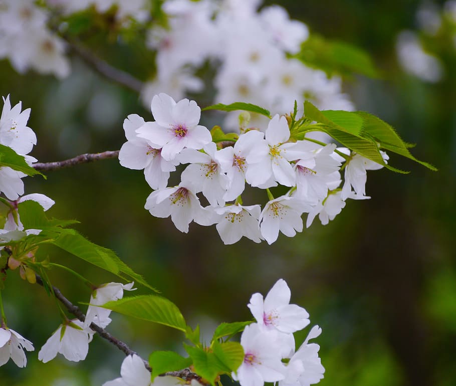 wild cherry, cherry blossoms, white, green, leaf, karen, cute HD wallpaper