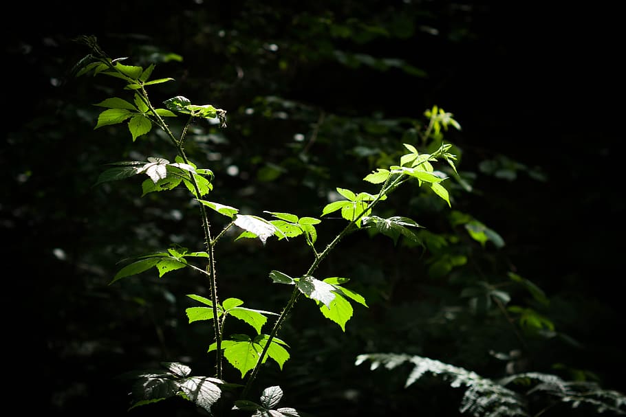 Undergrowth, Burr, Shadow, Light, nature, leaf, plant, green Color HD wallpaper