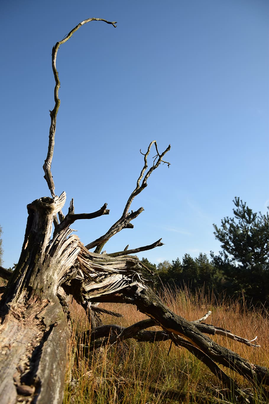 nature, branches, heide, plant, tree, sky, tranquility, clear sky HD wallpaper