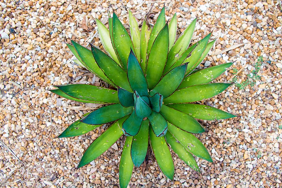 green leafed plant, succulent, cactus, botanical, cacti, desert HD wallpaper