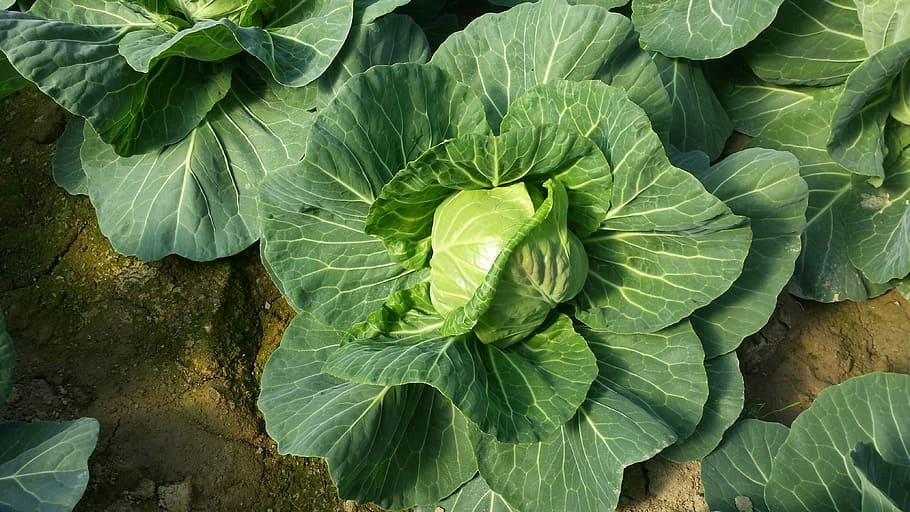 leaf, flora, nature, vegetable, garden, food, cabbage, growth HD wallpaper