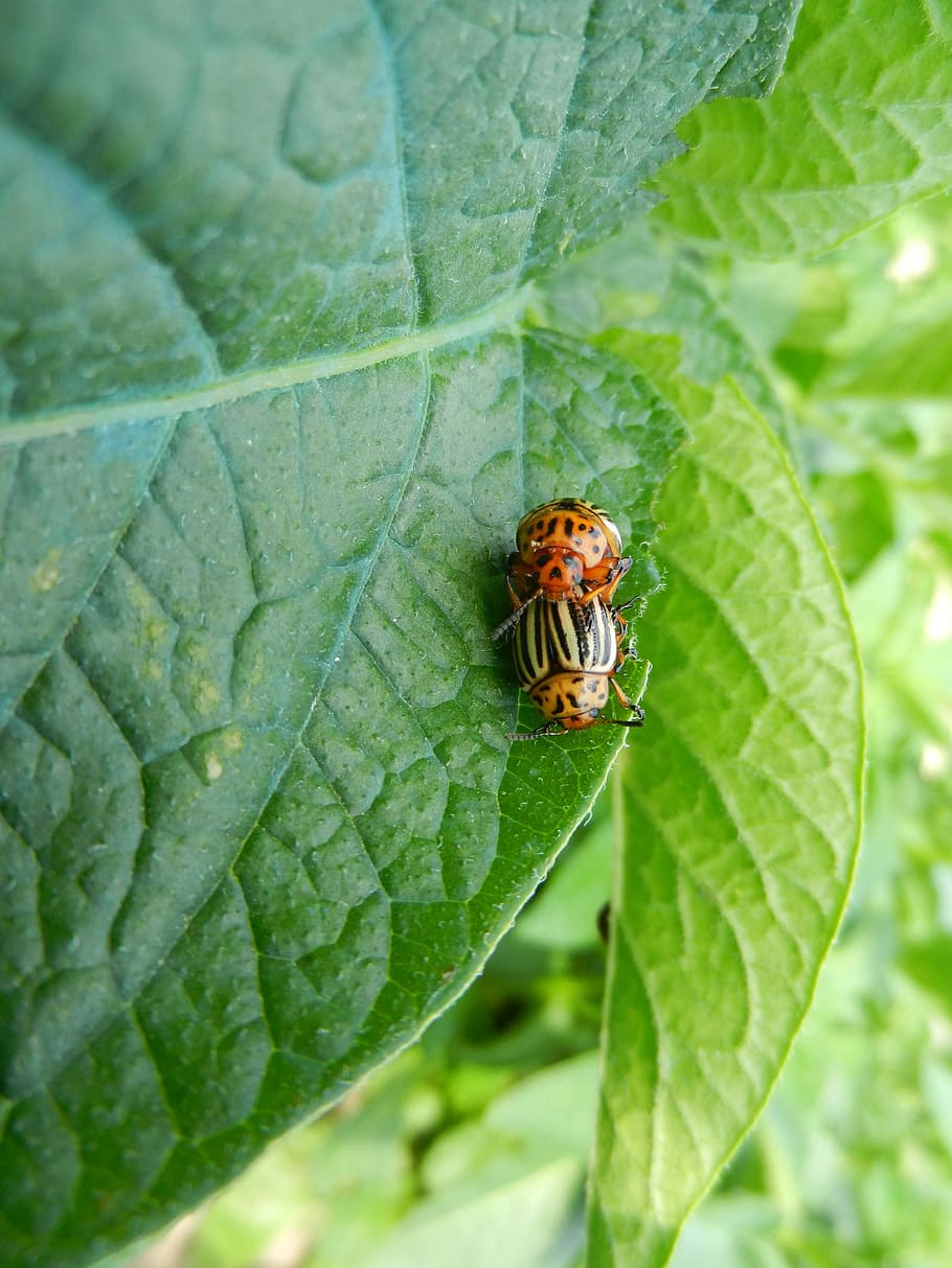 Silver, Potato, Beetles, Nature, silver potato, leaf, insect HD wallpaper
