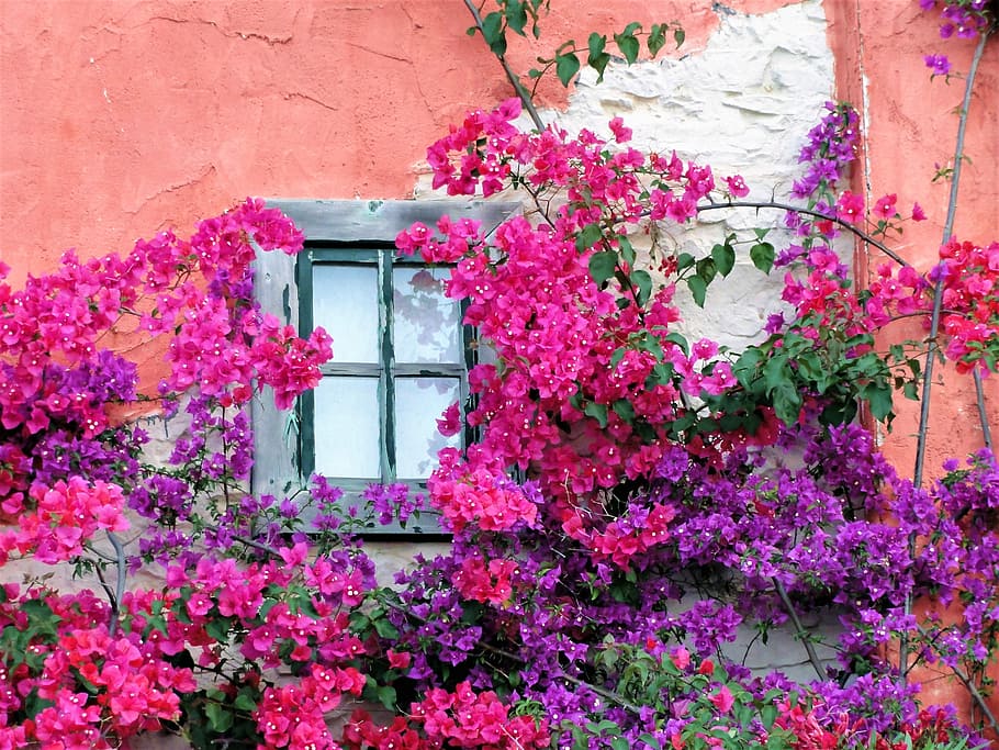 gray window pane, house facade, hauswand, flowering plant, built structure HD wallpaper