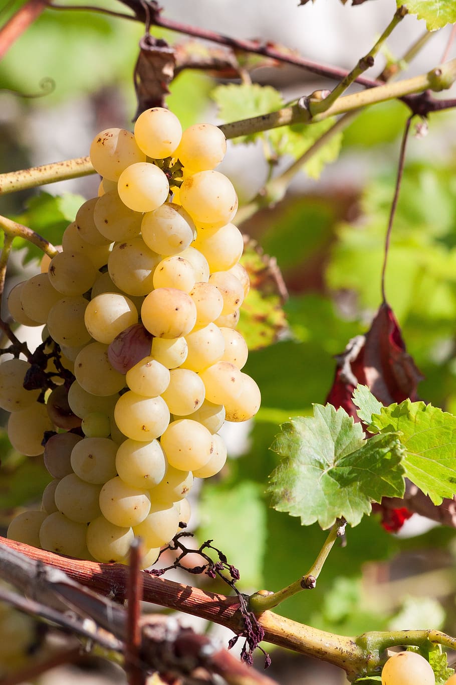 Online crop | HD wallpaper: Grapes, Wine, Grape, Yellow, Leaf, Fruit