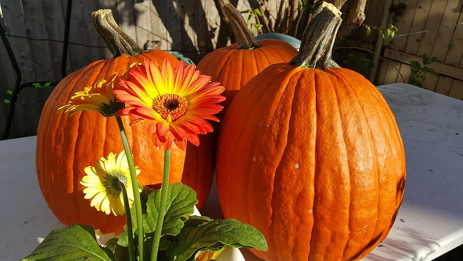 pumpkin, orange, autumn, vegetables, harvesting, round, orange color HD wallpaper