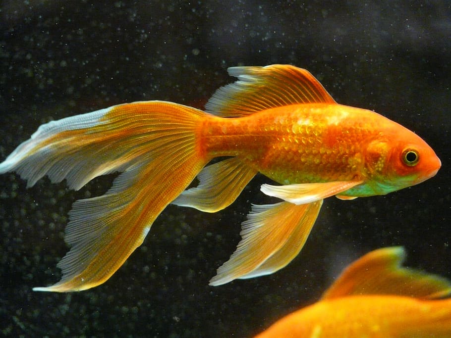 gold and white fish, veiltail, goldfish, swim, aquarium, freshwater fish