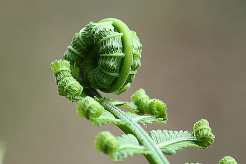 closeup photo of green plant, macro shot, green leaves, fern HD wallpaper