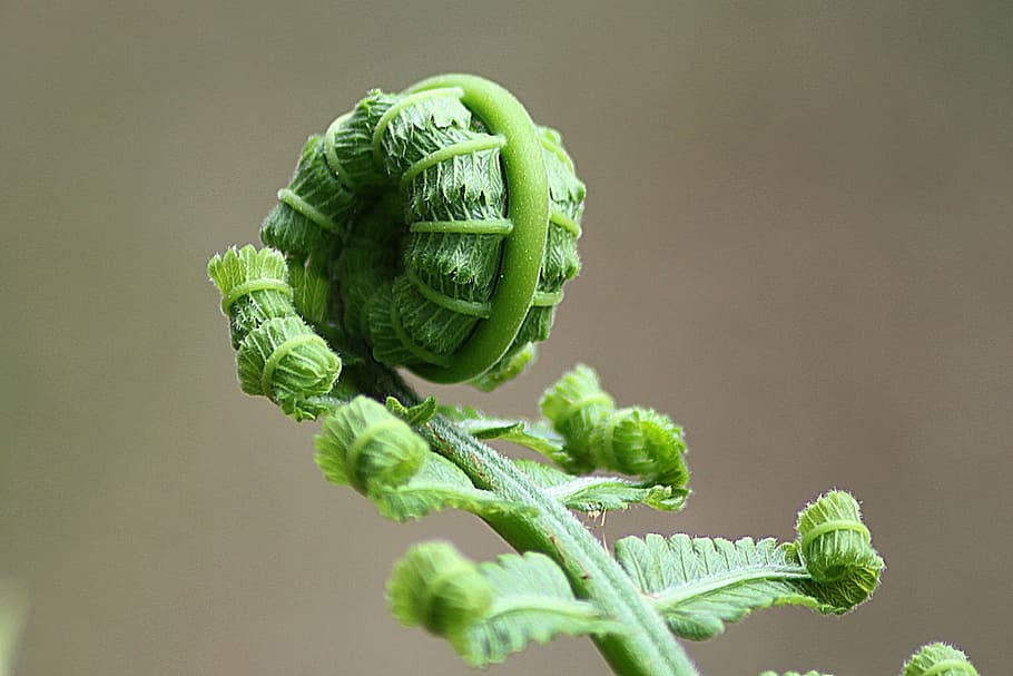 closeup photo of green plant, macro shot, green leaves, fern HD wallpaper