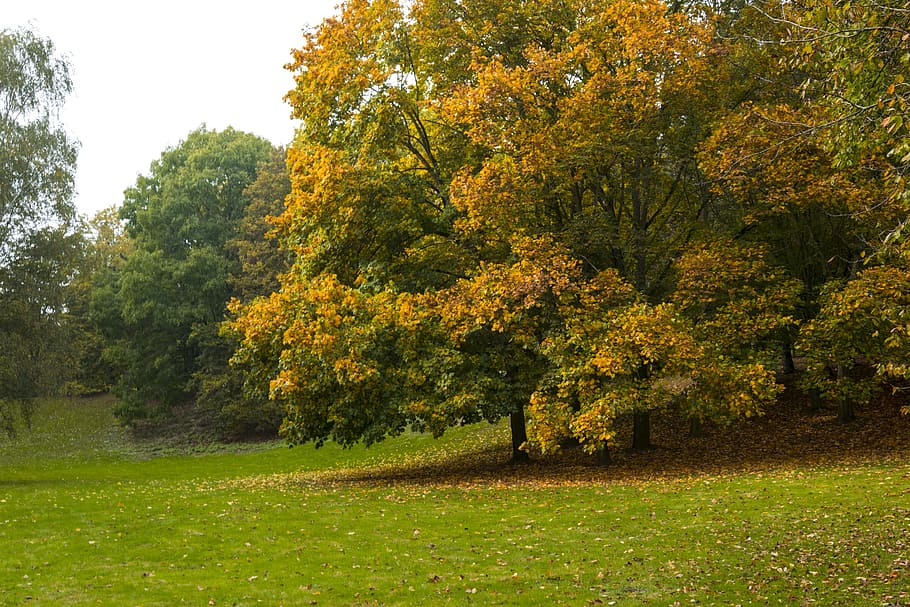 autumn, park, germany, city, chestnut, nature, herbstimpression, HD wallpaper