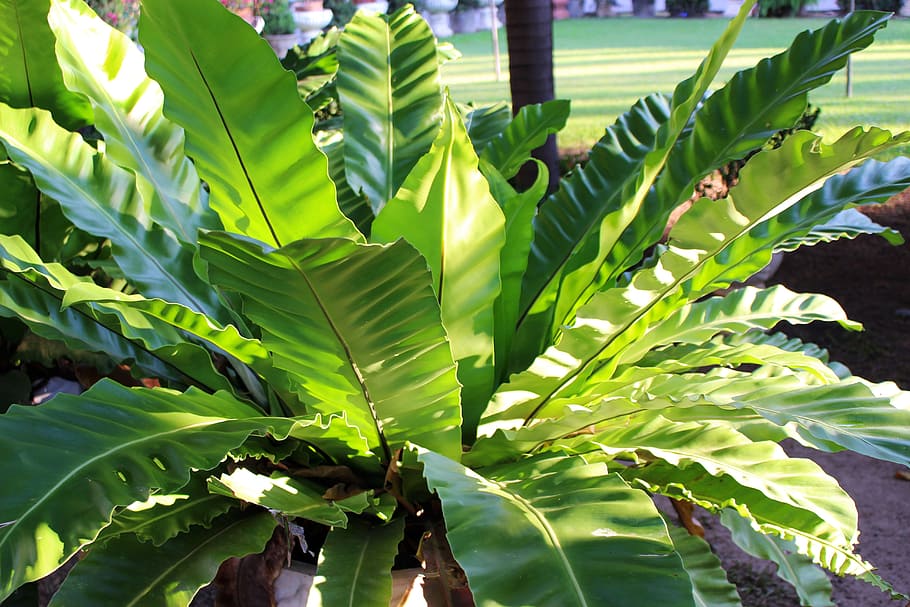 Fern, Plant, Nature, Leaf, Green, Garden, flora, foliage, tropical HD wallpaper