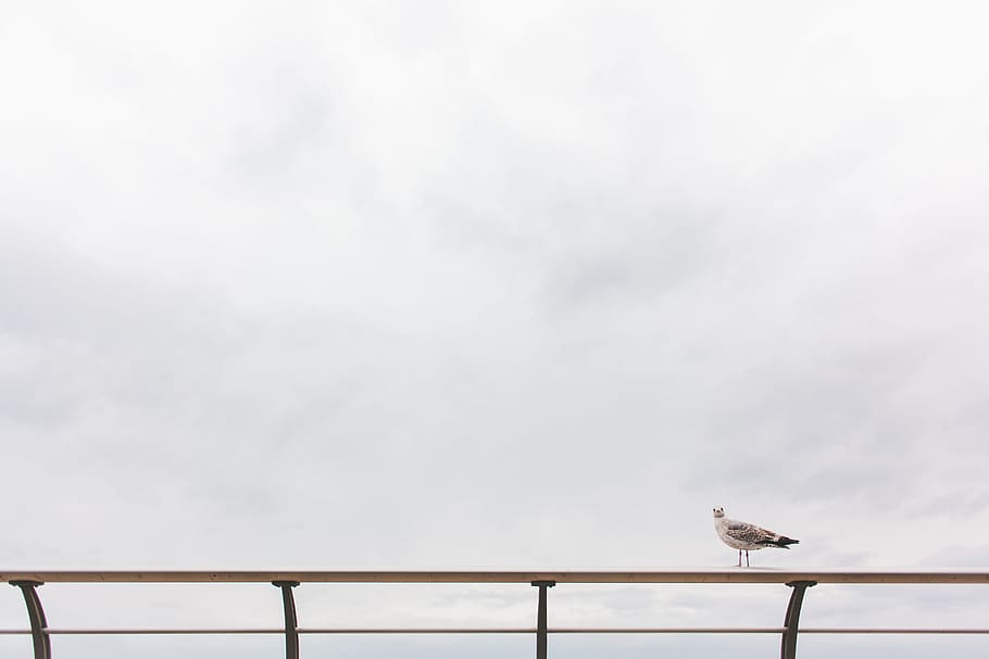 seagull on railing, bird perching on white rail, white Gull, black metal HD wallpaper