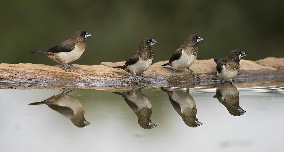 four birds near body of water, brown chest finches beside body of water HD wallpaper