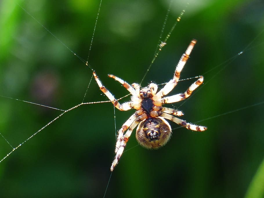 spider, spnnentier, bottom, spin, cobweb, oakleaf orb weavers HD wallpaper