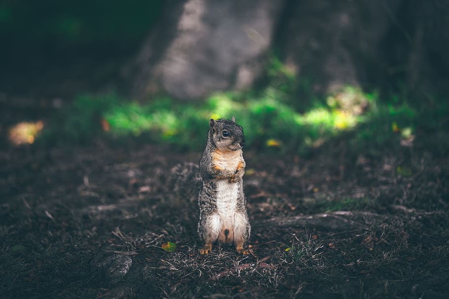 selective focus photography of squirrel, animal, two, man, smile HD wallpaper