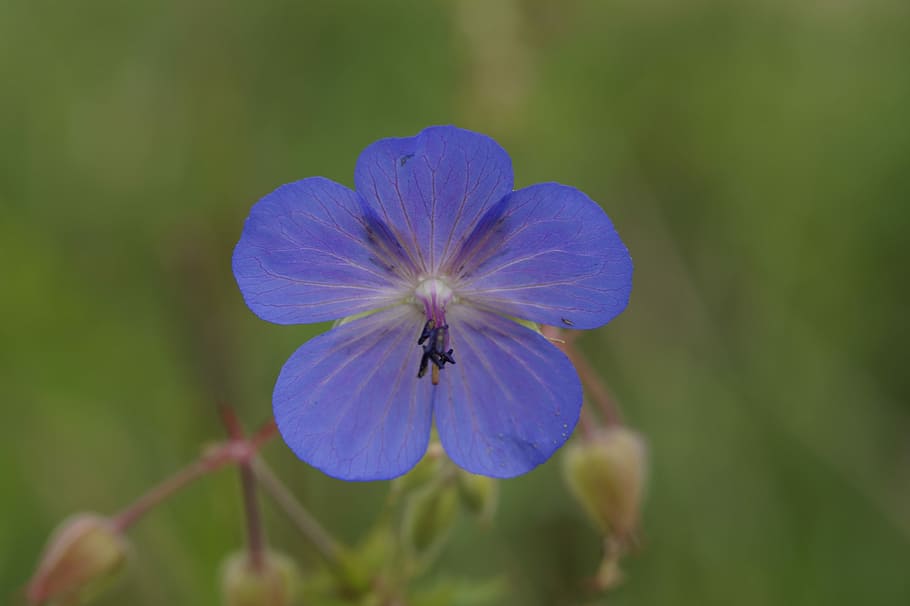 Cranesbill, Summer, blue, bright, blue stork beak, pointed flower HD wallpaper