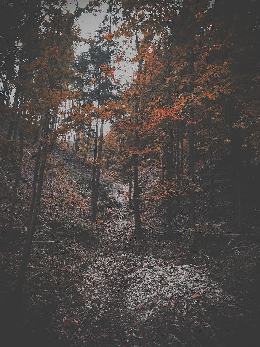 trees, plants, forest, path, leaves, fall, land, tranquility HD wallpaper