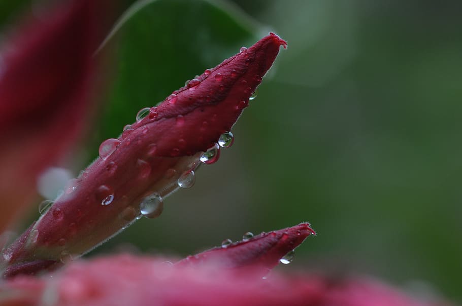 water dew on red flower, tulip, fresh, petal, bloom, blossom HD wallpaper