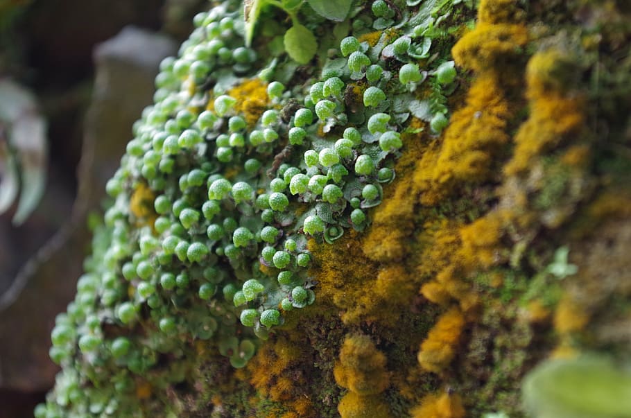 natural, plant, moss, nature, green Color, freshness, food HD wallpaper