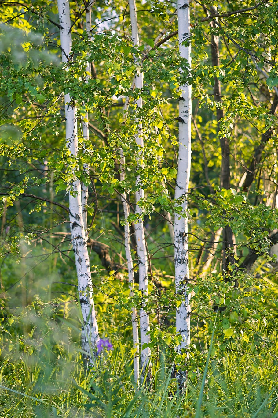 green leaves, birch, summer, white, forest, grove, tree, foliage, HD wallpaper