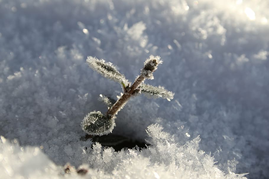 frost, snow, winter, shot, plant, leaf, green, white, denmark HD wallpaper