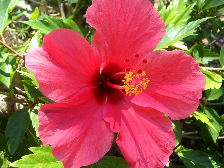 hibiscus, close, blossom, bloom, flower, malvaceae, mallow HD wallpaper