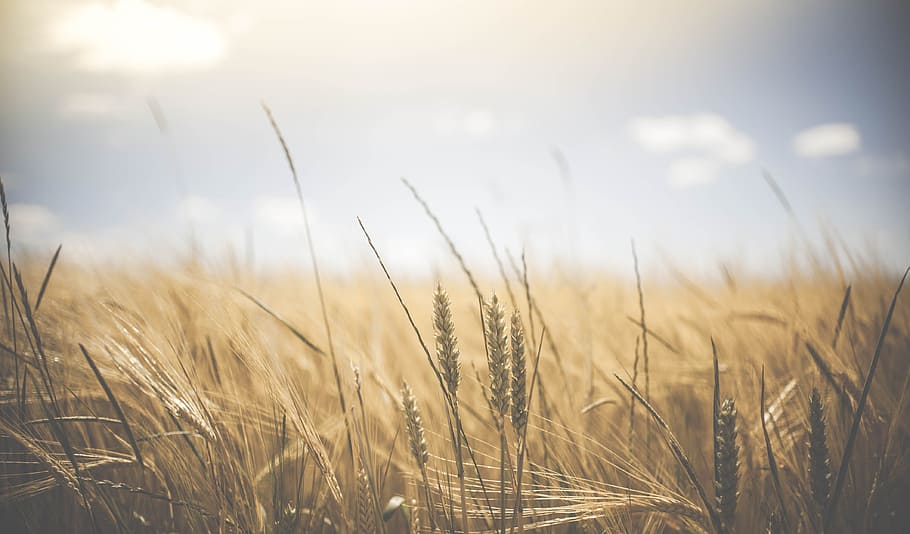 green grass at daytime, tilt shift photography of wheat field HD wallpaper