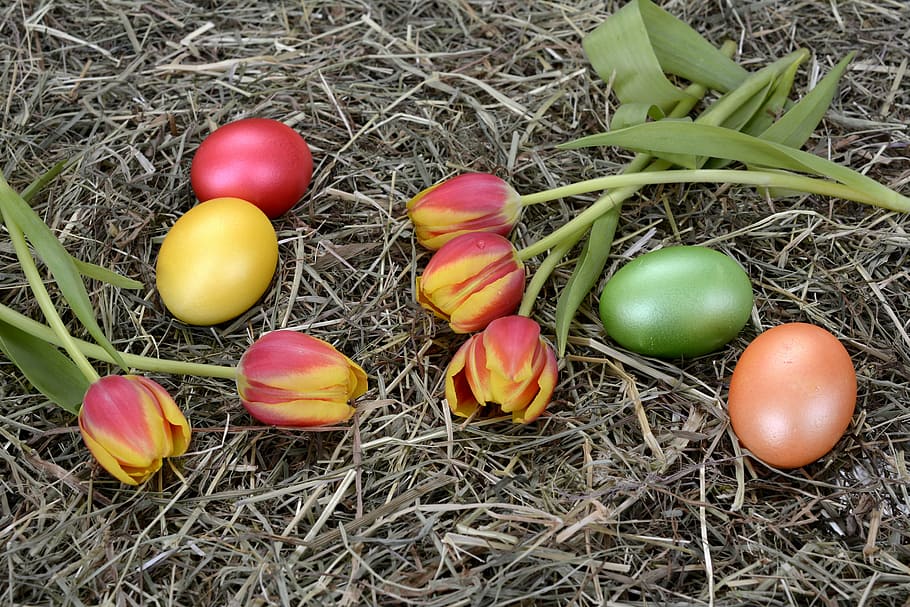 yellow-and-pink flowers on grass fielsd, egg, color, cooked HD wallpaper