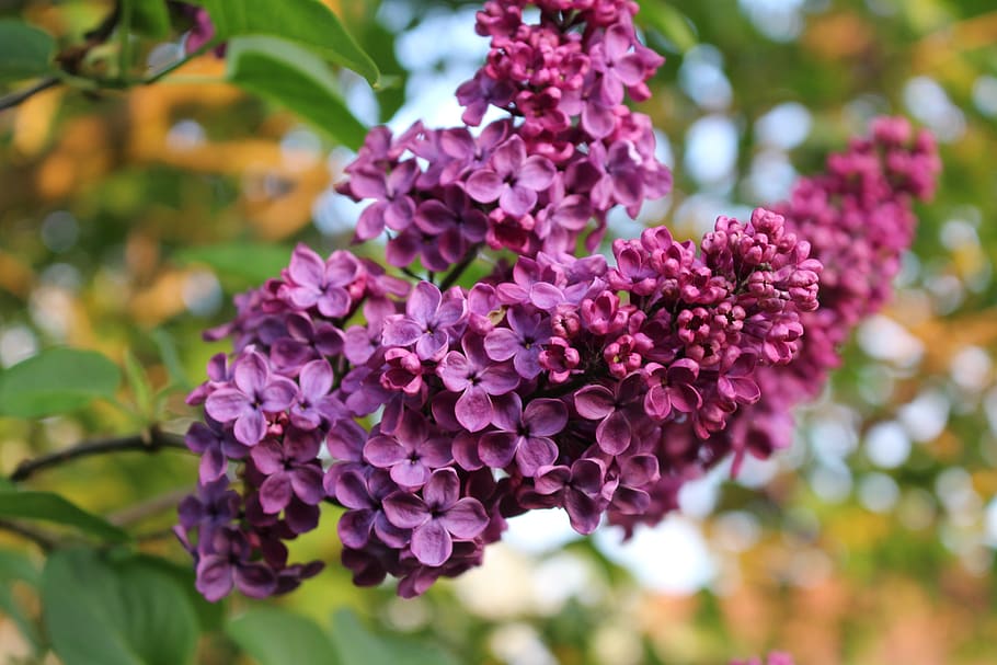 lilac, spring, bloom, tree, violet, blossom, purple, branch HD wallpaper