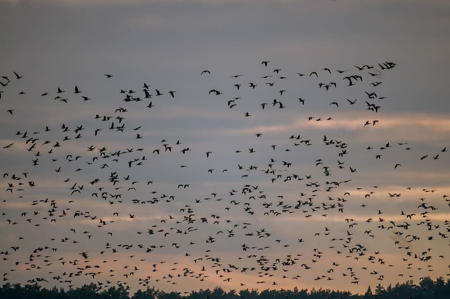 silhouette of flock of birds, silhouette of birds flock, sunset HD wallpaper