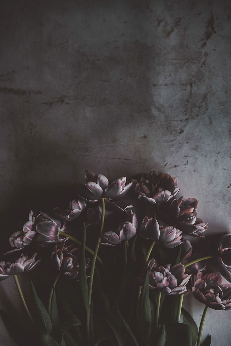 pink and red flowers, white and brown petaled flower in front of gray wall HD wallpaper