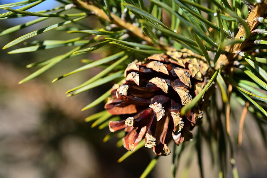 Pine Cone, Forest, Evergreen, christmas, needles, nature, tree HD wallpaper
