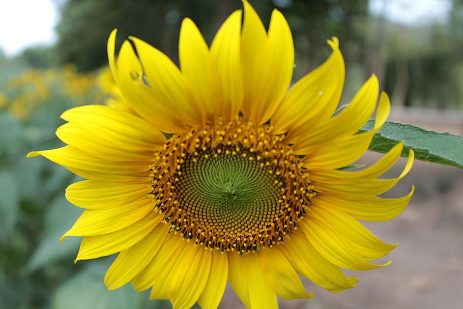 nature, flora, summer, flower, leaf, yellow, flowering plant HD wallpaper