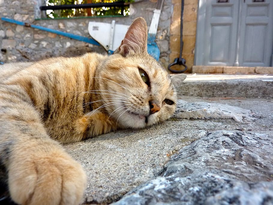 cat, greece, chill out, sleep, relax, siesta, afternoon rest, HD wallpaper