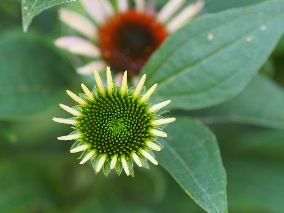 Flower, Echinacea, Blossom, summer, bloom, faded, green, red HD wallpaper