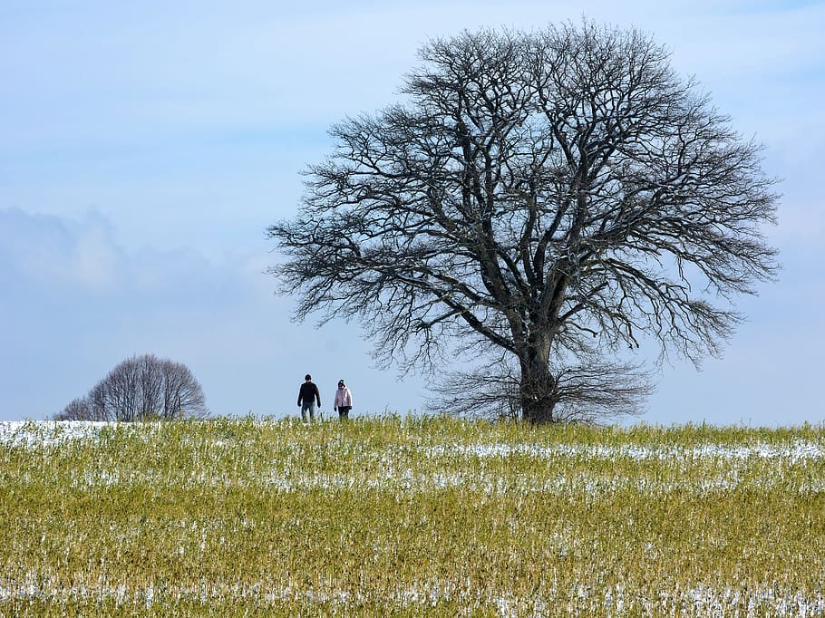 man and woman walking near leafless tree under white sky, winter HD wallpaper