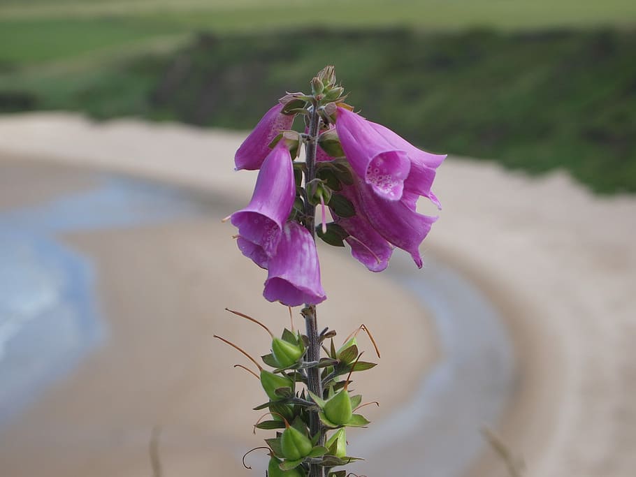 Foxgloves, Beach, Coast, Walk, Uk, flowers, plant, no people HD wallpaper