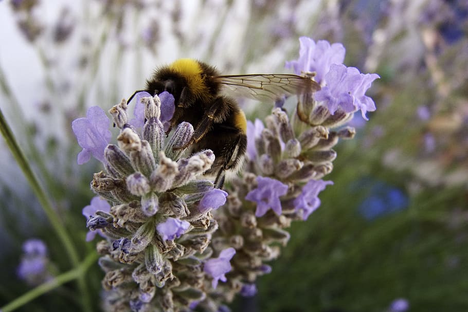 insect, bourdon, lavender, flower, flowering plant, invertebrate HD wallpaper