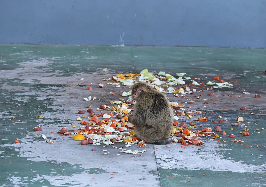 monkey, gibraltar, rock, food, water, animal, animal themes HD wallpaper