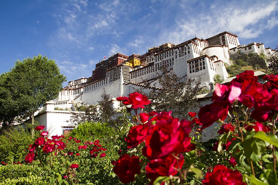 tibet, contention-, pure, plant, built structure, building exterior HD wallpaper