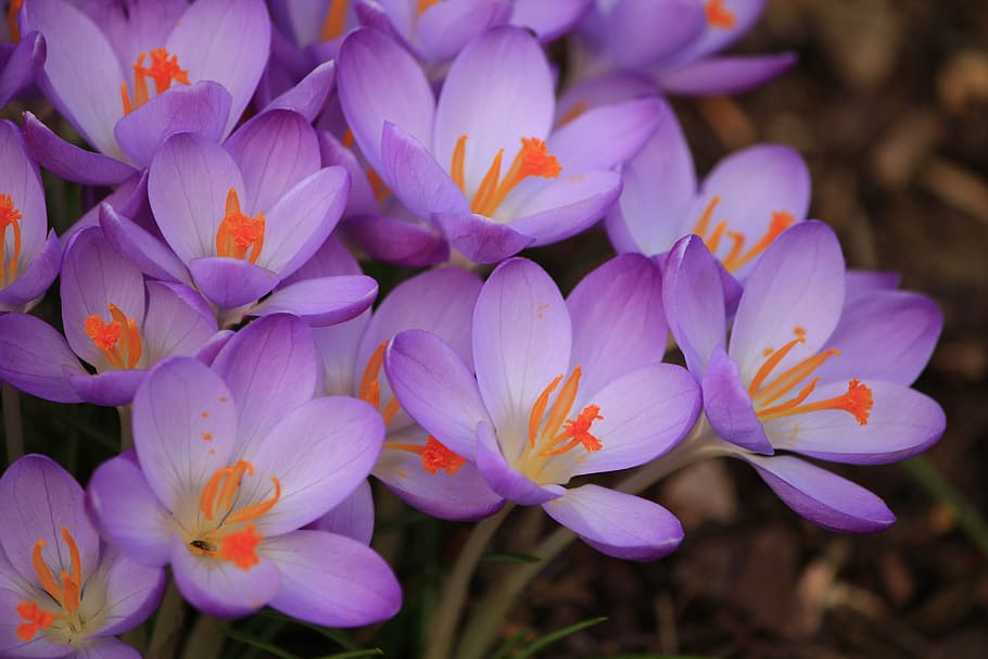 selective focus photography of purple petaled flowers, purple flower HD wallpaper