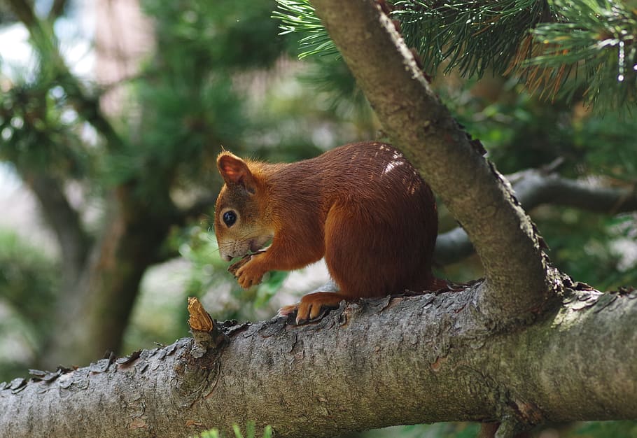 squirrel, animal, tree, mammal, nature, climb, brown, rodents HD wallpaper