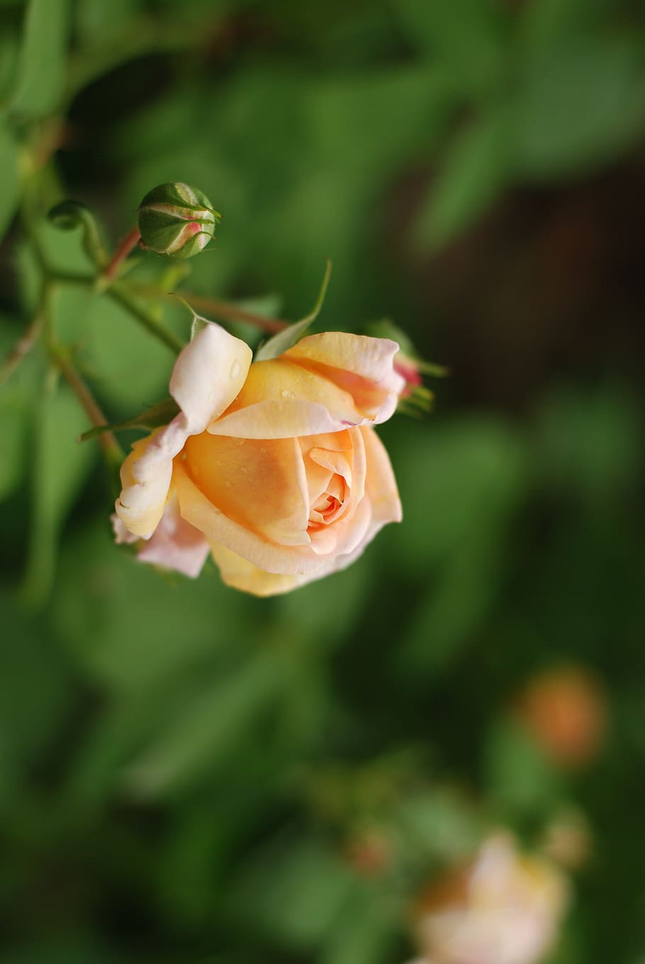 Tea, Flower, Nature, rose, green, bud, rose tea, fresh, tea roses HD wallpaper
