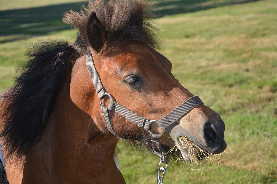 shetland pony, ruminants eat hay, marin, mane, horseback riding