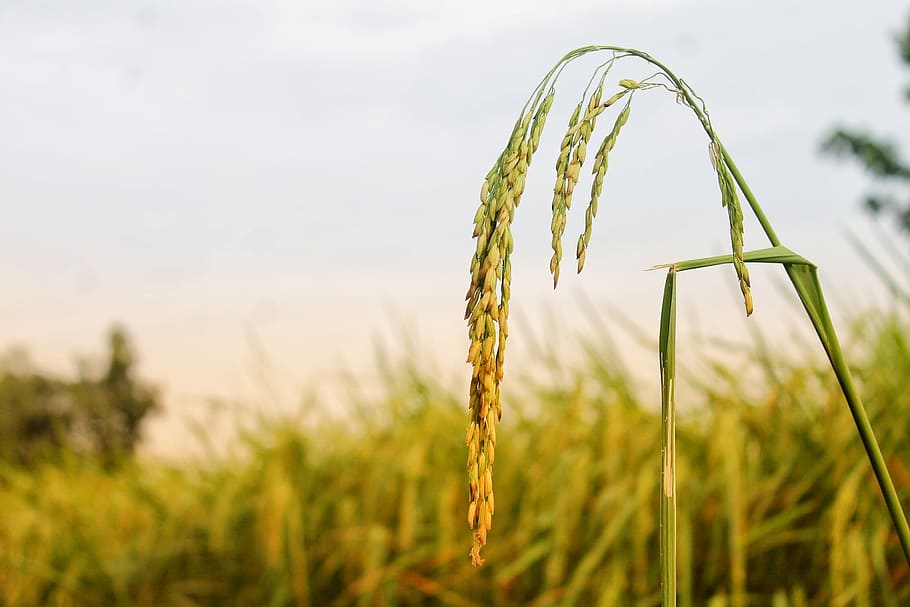 ministry, side, agriculture, crop, plant, cereal plant, rural scene HD wallpaper
